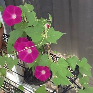 Meet your Posher, Mary ellen